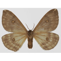 /filer/webapps/moths/media/images/T/thelxinoe_Parusta_AF_Basquinb.jpg