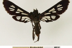 Byblisia albaproxima