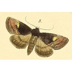 /filer/webapps/moths/media/images/A/amaranta_Tracheplexia_Felder_110_8.jpg