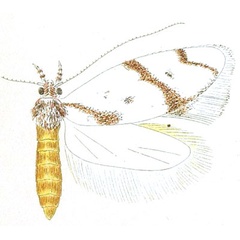 /filer/webapps/moths/media/images/I/ischnozona_Palaetheta_STF_Meyrick_7-9.jpg