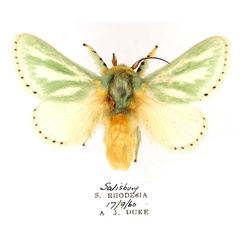 /filer/webapps/moths/media/images/A/albiramosa_Coenobasis_AM_TMSA_1UuE3sk.jpg