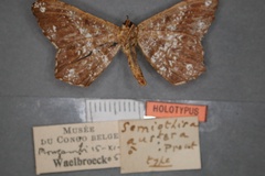 Chiasmia austera