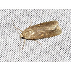 /filer/webapps/moths/media/images/E/exigua_Spodoptera_A_Braun.jpg