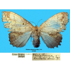/filer/webapps/moths/media/images/D/dentata_Philotherma_HT_SNHMa.jpg
