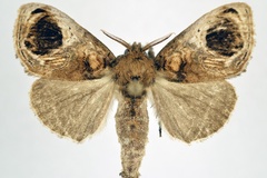 Dasychira ophthalmodes