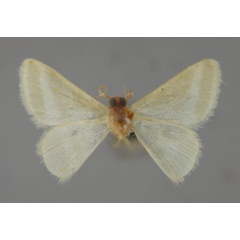 /filer/webapps/moths/media/images/L/ledermanni_Mixocera_HT_ZSM_02.jpg