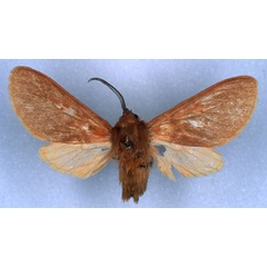 /filer/webapps/moths/media/images/D/deriemaeckeri_Metarctia_HT_RMCA_03.jpg