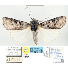 /filer/webapps/moths/media/images/D/dallolmoi_Euxoa_PTM_BMNH.jpg