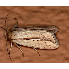 /filer/webapps/moths/media/images/T/tacuna_Mythimna_A_Roland_01.jpg