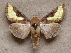 /filer/webapps/moths/media/images/O/orichalcea_Trichoplusia_A_Butler.jpg