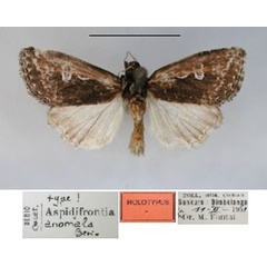 /filer/webapps/moths/media/images/A/anomala_Aspidifrontia_HT_RMCA.jpg