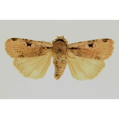 /filer/webapps/moths/media/images/P/percurvata_Mentaxya_HT_RMCA_02.jpg