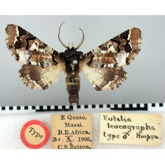 /filer/webapps/moths/media/images/L/leucographa_Eutelia_HT_BMNH.jpg