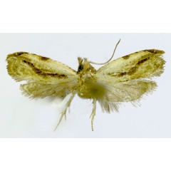 /filer/webapps/moths/media/images/N/nilios_Ancylis_HT_ZMJU.jpg