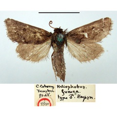 /filer/webapps/moths/media/images/F/fumea_Heliophobus_HT_BMNH.jpg