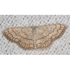 /filer/webapps/moths/media/images/S/sinnaria_Scopula_A_Heyns_01.jpg