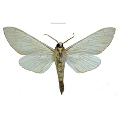 /filer/webapps/moths/media/images/M/melichari_Neoclanis_HT_EMEMb.jpg