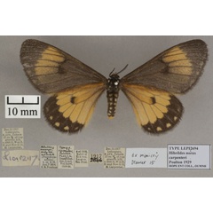 /filer/webapps/moths/media/images/C/carpenteri_Hibrildes_HT_OUMNHa_01.jpg