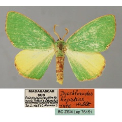 /filer/webapps/moths/media/images/H/hepatias_Dyschlorodes_HT_ZSM_01.jpg