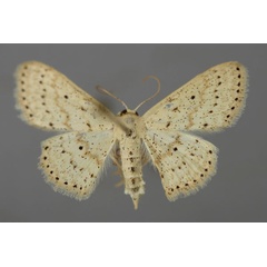 /filer/webapps/moths/media/images/M/menaiensis_Scopula_A_ZSM_01.jpg