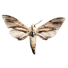 /filer/webapps/moths/media/images/J/jansei_Polyptychus_AM_AMUP.jpg