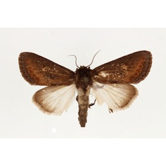 /filer/webapps/moths/media/images/C/crini_Brithys_AM_RMCA.jpg