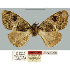 /filer/webapps/moths/media/images/A/andapa_Lanitra_AT_MNHN.jpg