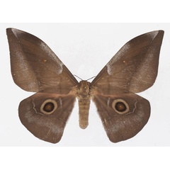 /filer/webapps/moths/media/images/J/jamesoni_Gonimbrasia_AF_Basquin_01.jpg