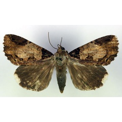 /filer/webapps/moths/media/images/S/subsignata_Ercheia_A_RMCA_08.jpg