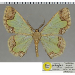 /filer/webapps/moths/media/images/P/pringlei_Zamarada_PTM_ZSM.jpg