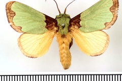 Latoia urda