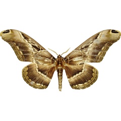 /filer/webapps/moths/media/images/L/lucina_Dactyloceras_AM_MCJM.jpg