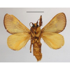 /filer/webapps/moths/media/images/P/picta_Latoia_AM_MGCLb_02.JPG
