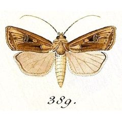 /filer/webapps/moths/media/images/S/spinifera_Agrotis_Hubner_389.jpg
