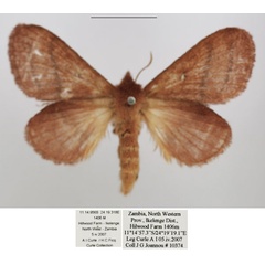 /filer/webapps/moths/media/images/R/reducta_Euwallengrenia_AF_TMSA_02.jpg