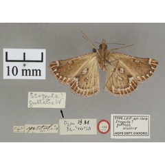 /filer/webapps/moths/media/images/S/stalachtis_Triphassa_PTF_OUMNHb_01.jpg