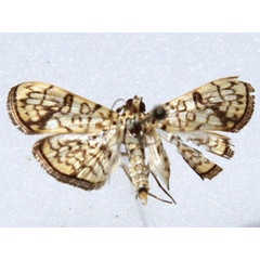 /filer/webapps/moths/media/images/P/polycymalis_Haritalodes_A_Goff_02.jpg