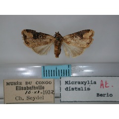 /filer/webapps/moths/media/images/D/distalis_Micraxylia_AT_RMCA_01.jpg