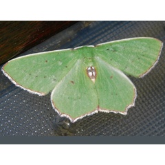 /filer/webapps/moths/media/images/A/araria_Adicocrita_A_Grobler.JPG