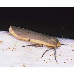 /filer/webapps/moths/media/images/S/similipuncta_Zobida_A_Roland_01.jpg