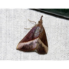 /filer/webapps/moths/media/images/L/lividalis_Hypena_A_Braun.jpg