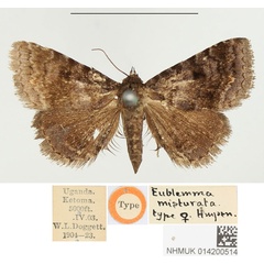 /filer/webapps/moths/media/images/M/misturata_Eublemma_HT_BMNH.jpg