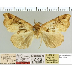 /filer/webapps/moths/media/images/T/tanzaniensis_Marcipalina_HT_NMB.jpg