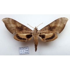 /filer/webapps/moths/media/images/G/grandidieri_Pseudoclanis_AF_Turlin.jpg