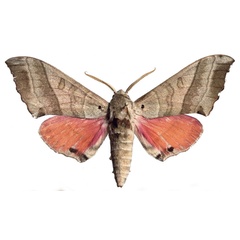 /filer/webapps/moths/media/images/M/morettoi_Rufoclanis_HT_EMEMa.jpg