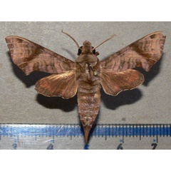 /filer/webapps/moths/media/images/S/spiritus_Temnora_A_Goff_01.jpg