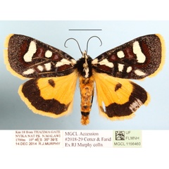 /filer/webapps/moths/media/images/M/menete_Mitrophrys_A_MGCLa_01.JPG