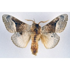 /filer/webapps/moths/media/images/A/affinis_Schausinna_AM_NHMO_02.jpg