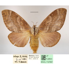 /filer/webapps/moths/media/images/H/honrathi_Pachytrina_AF_MGCLa_01.JPG