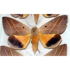 /filer/webapps/moths/media/images/P/pelor_Ophiusa_AF_MNHN.jpg